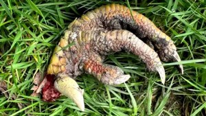 Encontró una «garra de dinosaurio» en el jardín de su casa en Gales y dejó perplejos a los investigadores