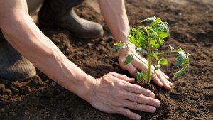 Este finde, en Roca: primer encuentro patagónico de agricultura biodinámica y agroecología
