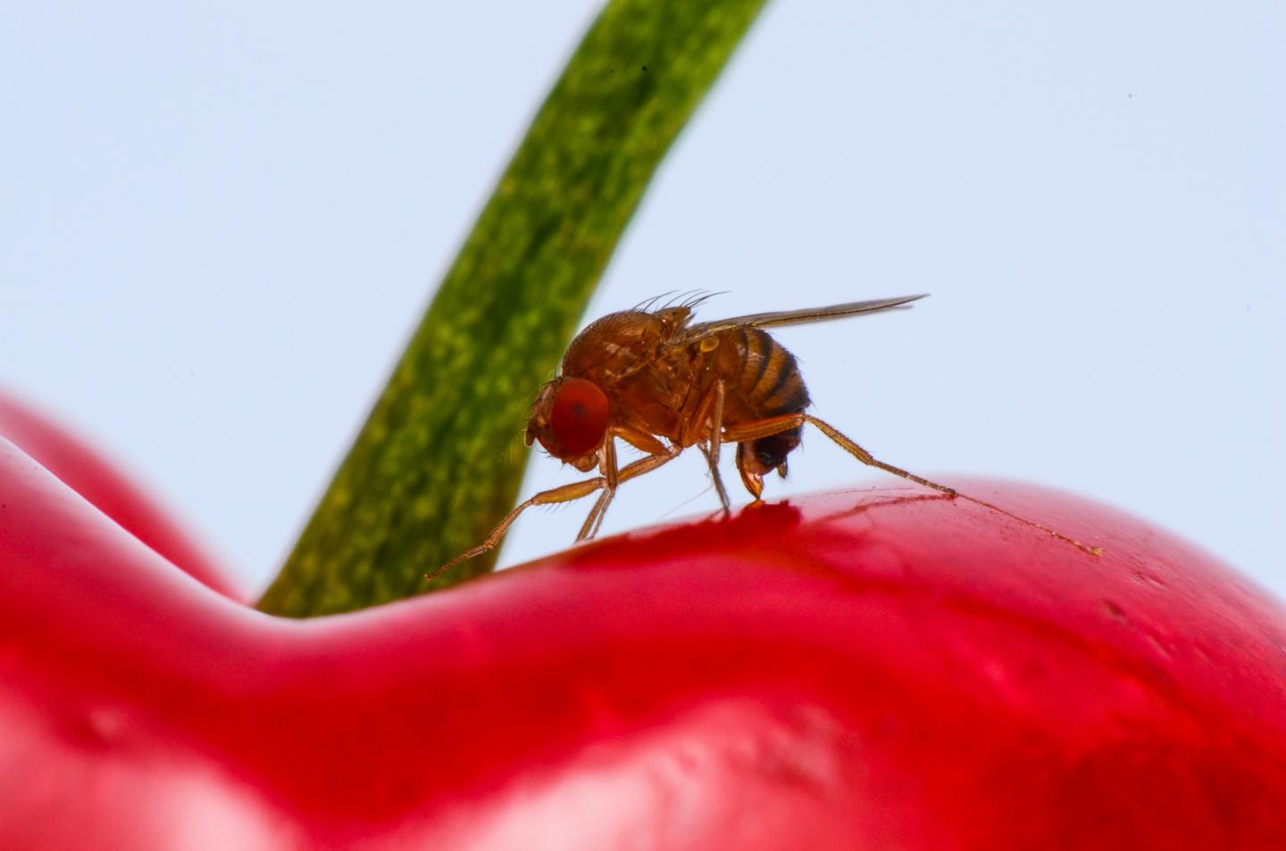 La mosca de las alas manchadas puede dañar a  los cultivos de frambuesa, mora, cereza, sauco, arándano, guinda, entre otros