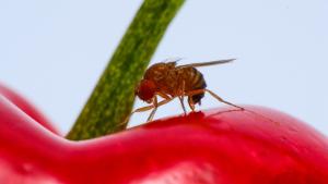 Con ayuda de la agroecología, combaten a la mosca de alas manchadas
