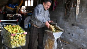 Cosecha las manzanas silvestres y fabrica chicha en Bariloche