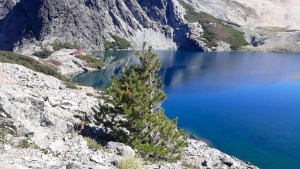 Alarma por la creciente presencia de plantas exóticas en las montañas de Bariloche