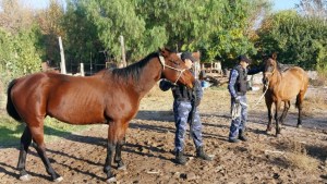 Policías recuperaron dos caballos que habían sido robados en la zona oeste de Roca