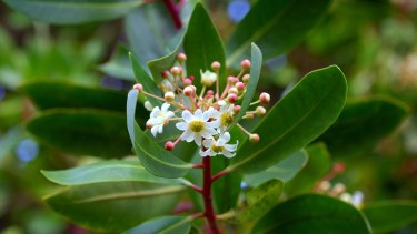 Las vistosas flores del canelo tienen un largo período de permanencia. 
