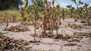 La sequía en Río Negro se puede volver más compleja y recomiendan la emergencia