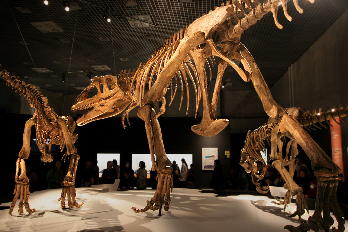 Científicos midieron 500 anillos de crecimiento en unos 80 huesos diferentes de dinosaurios terópodos /Crédito: Archivo