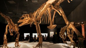Por qué hubo dinosaurios gigantes y otros que eran como un gallo