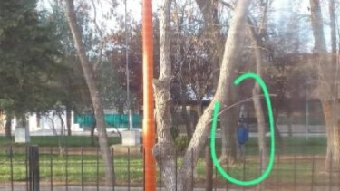 El hombre la persigue todos los días hasta su trabajo. Foto: gentileza. 