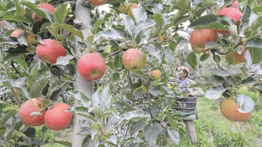 El nuevo valor del dólar, un beneficio para la fruta rionegrina. Foto: archivo. 