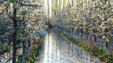 La floración se adelanta y crecen las heladas secas, que obligan a generar humedad con riego. FOTO: ANDRES MARIPE
