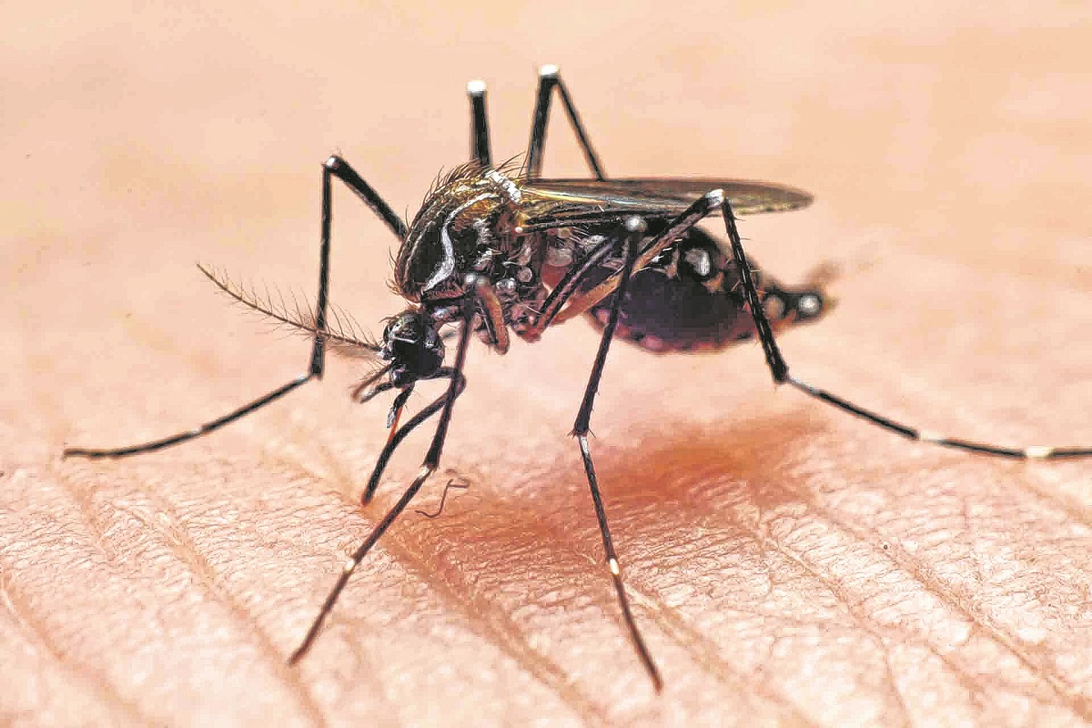 El Aedes aegypti que, además de Dengue, puede transmitir el Zika y la Fiebre Chikungunya. 