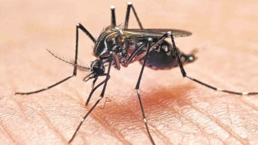 El Aedes aegypti que, además de Dengue, puede transmitir el Zika y la Fiebre Chikungunya. 