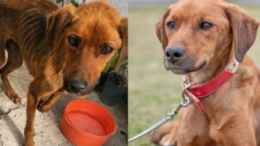 El antes y después de Xena. Crédito: El Campito.
