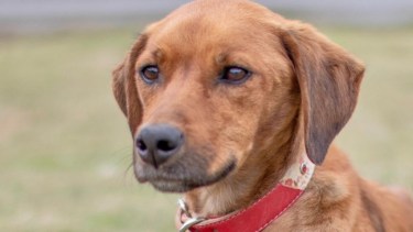 Cómo trabaja el refugio El Campito: más de 450 perros y 50 voluntarios activos