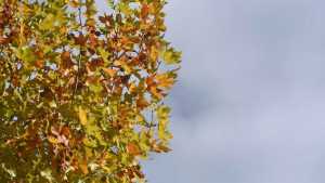 Clima: el pronóstico del tiempo en Neuquén y Río Negro para este lunes 17 de abril