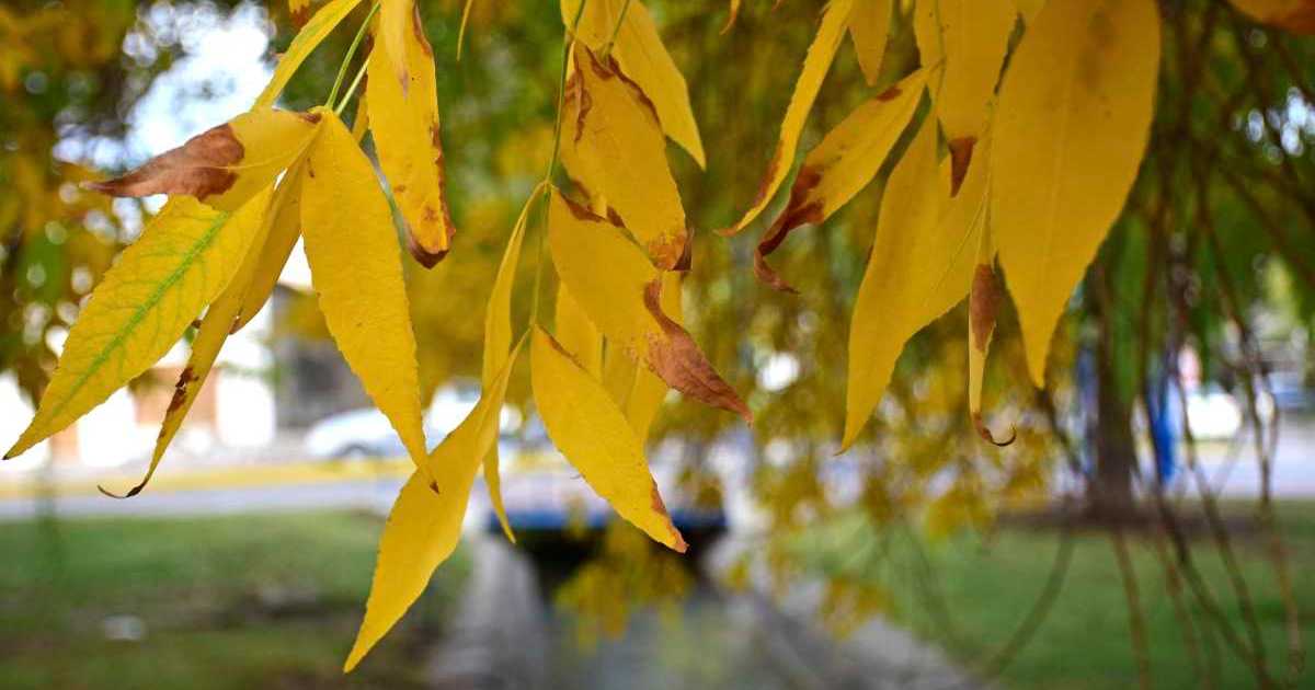 Clima el pronóstico del tiempo en Neuquén y Río Negro para este