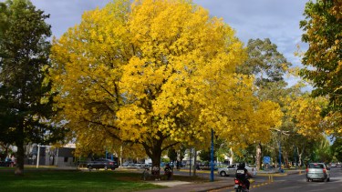 El árbol está en la esquina de las calles Isidro Lobos y Buenos Aires. Foto: Andrés Maripe
