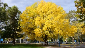 El fresno que ilumina el «canalito» en Roca: ¿es la foto que todos quieren tener?