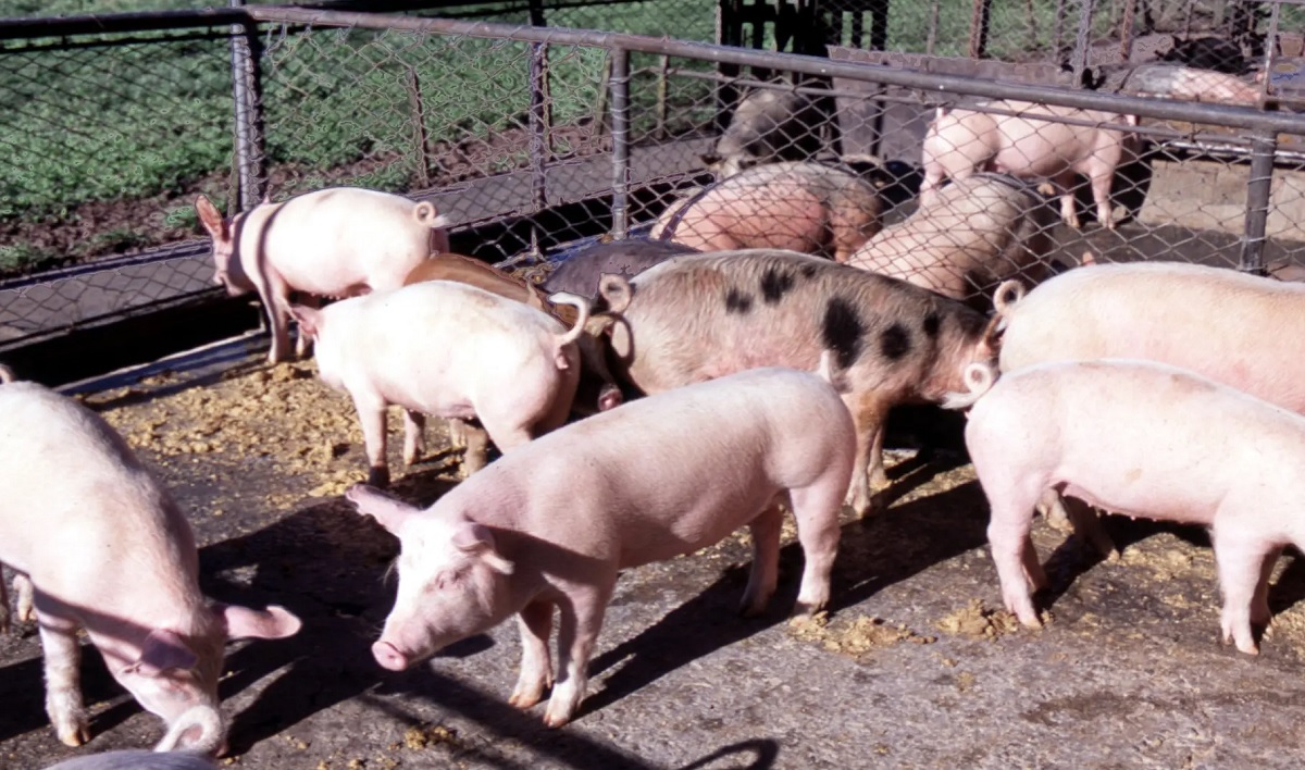 La producción de cerdos en el Idevi busca mejorar la genética. 