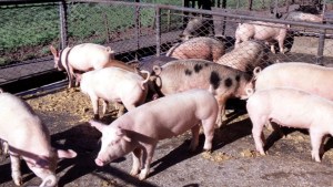 Trabajan en mejorar la genética de cerdos en una chacra del IDEVI de Viedma