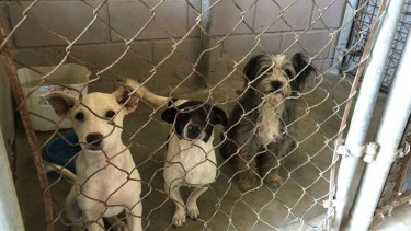 Los canes eran comercializados en Facebook y Whatsapp. 