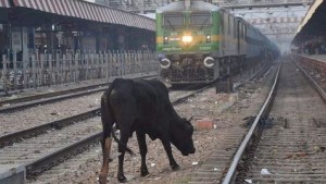 Orinaba sobre las vías y murió al ser impactado por los restos de una vaca arrollada por el tren, en la India