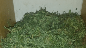 Pidió ayuda a la policía por un robo y lo imputaron por tenencia de marihuana, en Mainqué