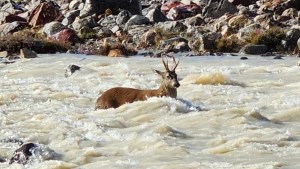 Feroz ataque de perros sueltos a un huemul en el Parque Nacional Los Glaciares