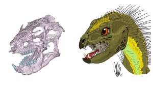 El Conicet reconstruyó el cráneo y los hábitos alimenticios de un pequeño dinosaurio patagónico