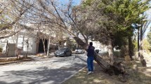 Imagen de El viento voló postes, árboles y hasta una garita de colectivos en Neuquén, durante la alerta
