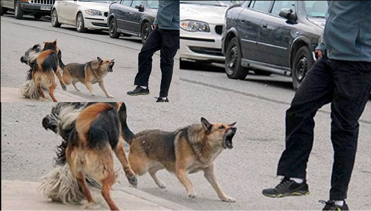 Exigen control para frenar los ataques de perros sueltos. Foto: web-referencia