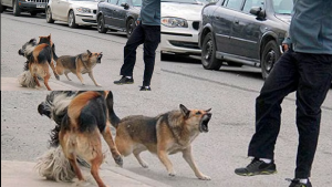 Vecinos de Las Ovejas preocupados los ataques de perros: juntarán firmas para exigir más control