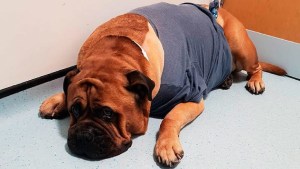 Su perro tiene cáncer terminal y adelantaron su casamiento para que estuviera en la ceremonia, en Reino Unido