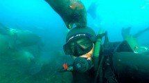 Imagen de Así juegan los lobitos marinos con un buzo en Puerto Madryn: «Es una sensación increíble»