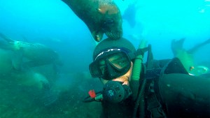 Así juegan los lobitos marinos con un buzo en Puerto Madryn: «Es una sensación increíble»
