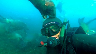 Así juegan los lobitos marinos con un buzo en Puerto Madryn: «Es una sensación increíble»