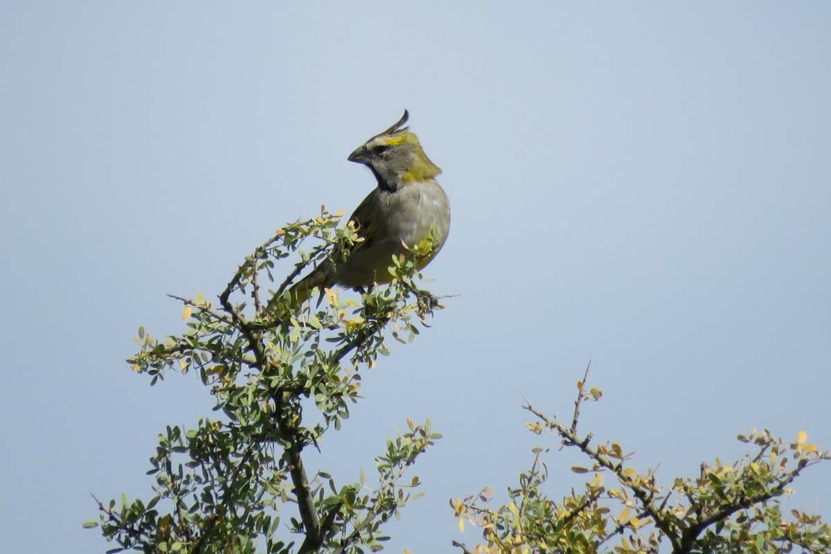 Las aves volvieron a su hábittat en el Alto Valle de Río Negro. Fotos:  Fabián llanos y Franco Iraira