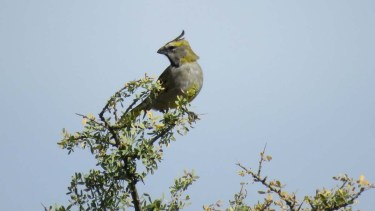Las aves volvieron a su hábittat en el Alto Valle de Río Negro. Fotos:  Fabián llanos y Franco Iraira