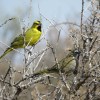 Imagen de Del cardenal amarillo al choique: las caras del tráfico de fauna en la Patagonia y un delito difícil de controlar