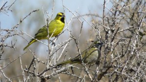 Del cardenal amarillo al choique: las caras del tráfico de fauna en la Patagonia y un delito difícil de controlar