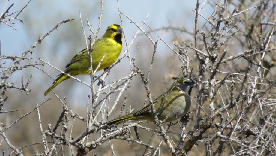 El cardenal amarillo es una de las aves en peligro de extinción, que es blanco del tráfico ilegal por su plumaje llamativo y su canto.