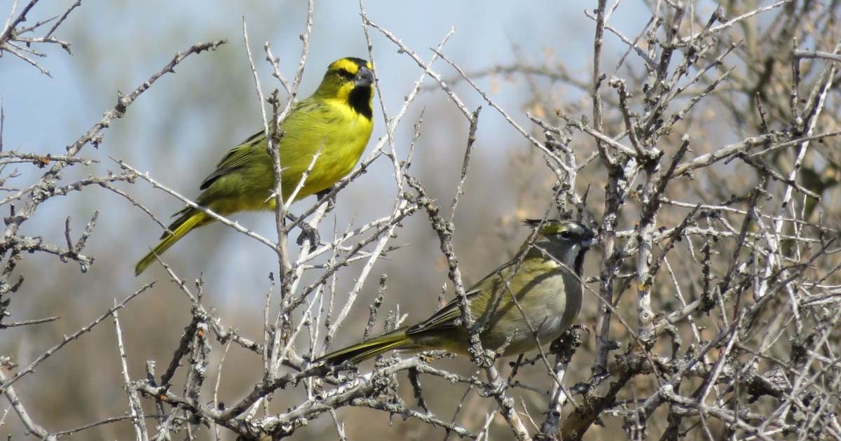 Tráfico de fauna en Patagonia: un problema complejo de controlar