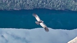 Un cóndor a&#8230;. «¡10 metros!»: hacían un trekking en Bariloche y vieron algo inolvidable