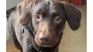 La dura historia de «Coco», el perro alcohólico de Reino Unido que fue tratado por su adicción