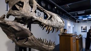 Pagaron 5,9 millones de euros por un esqueleto de T-Rex ensamblado, subastado en Suiza