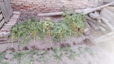 En los operativos realizados también se secuestraron varias plantas de marihuana. foto: gentileza.