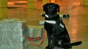 Cruzó a Neuquén desde Chile de forma ilegal y fue detenido con droga