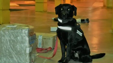 Cruzó a Neuquén desde Chile de forma ilegal y fue detenido con droga en su poder 