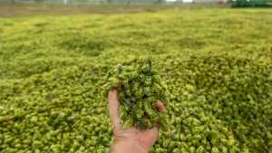 Avanza la licitación para la construcción del Centro de Lúpulo en Roca