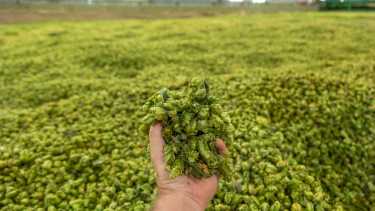 Avanza la licitación para la construcción del Centro de Lúpulo en Roca